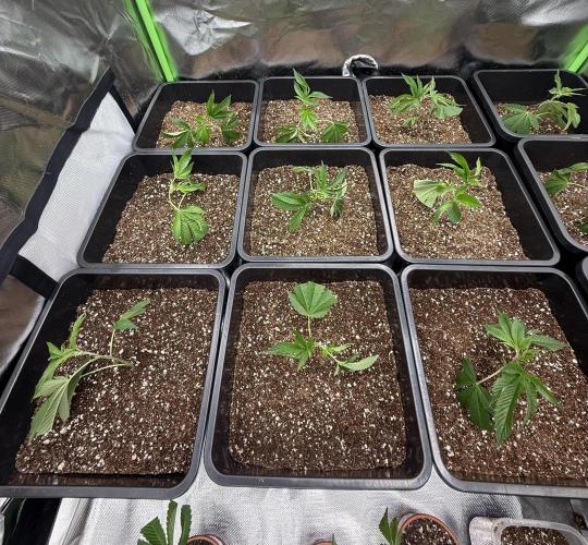 Emergen C by Seedjunky. Week 1 - Day 1