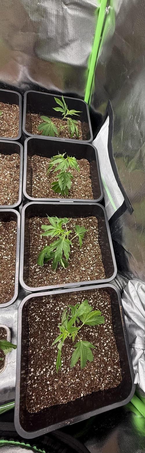 Studio 54 by DEO Farms x Seedjunky. Week 1 - Day 1