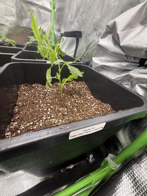 Studio 54 by DEO Farms x Seedjunky. Week 1 - Day 1
