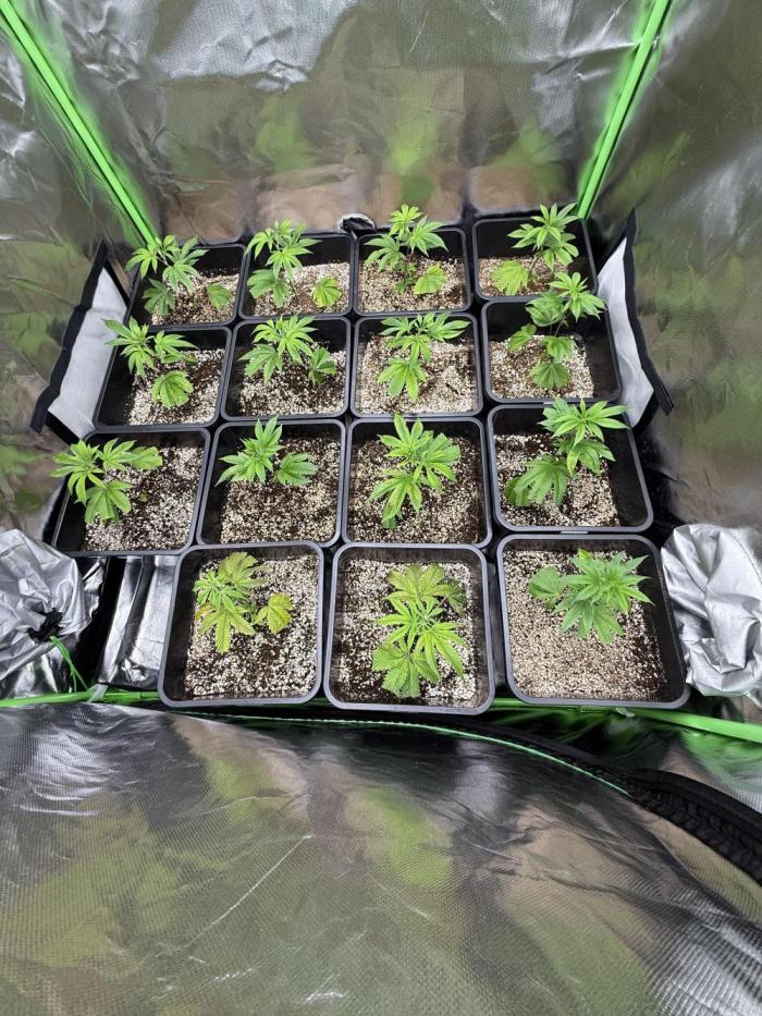 Strawberry Pavé by Compound Genetics. Week 2 - Week 2 Day 4