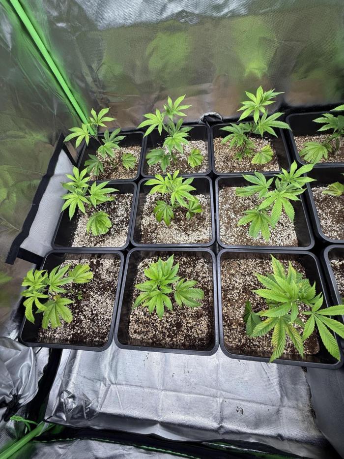 Emergen C by Seedjunky. Week 3 - Week 3 Day 2