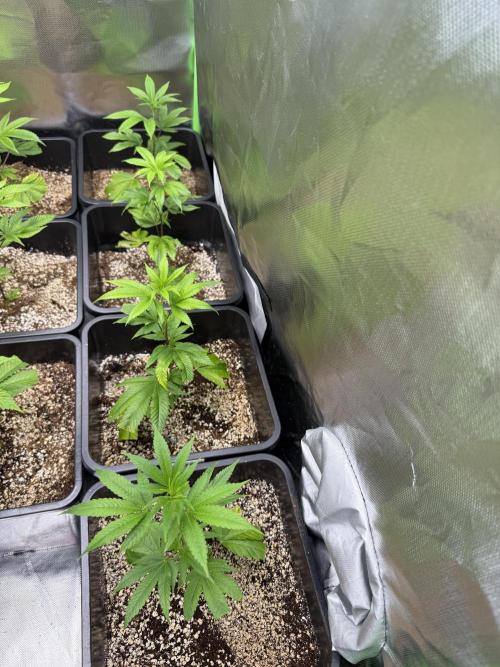 Studio 54 by DEO Farms x Seedjunky. Week 3 - Week 3 Day 2