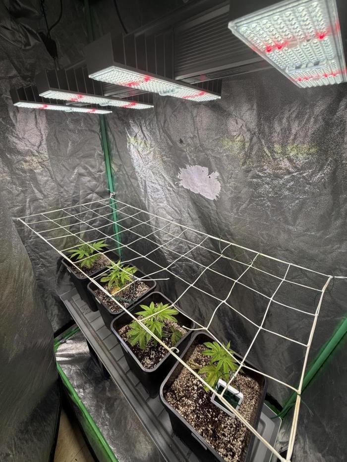 Strawberry Pavé by Compound Genetics. Week 3 - Week 3 Day 2