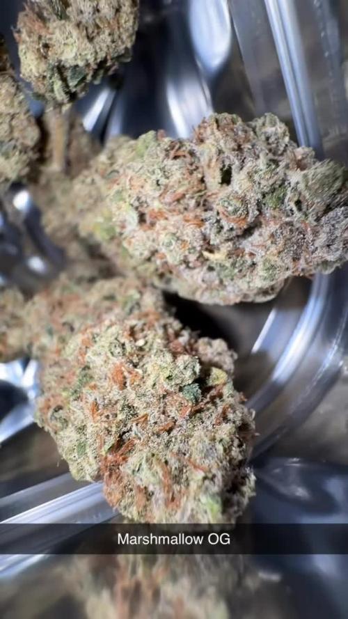 Marshmallow OG by Compound Genetics