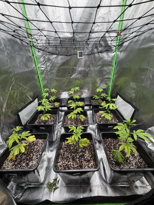 Emergen C by Seedjunky. Week 4 - Week 4 Day 1