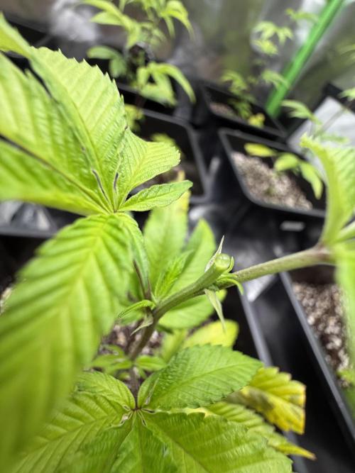 Emergen C by Seedjunky. Week 4 - Week 4 Day 1