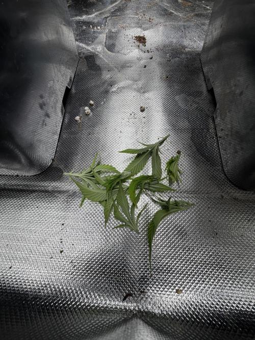 Emergen C by Seedjunky. Week 4