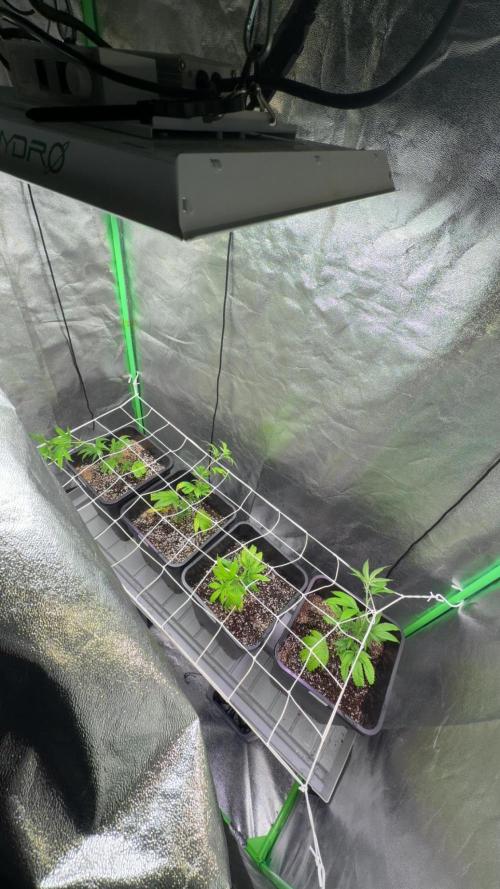 Studio 54 by DEO Farms x Seedjunky. Week 4 - Week 4 Day 1