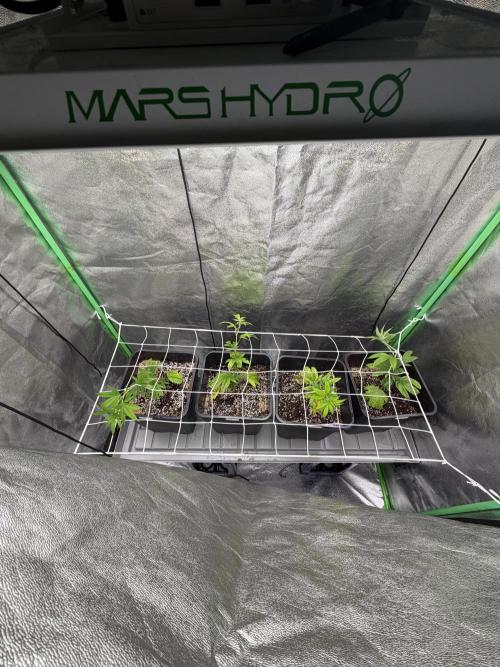 Studio 54 by DEO Farms x Seedjunky. Week 4 - Week 4 Day 1