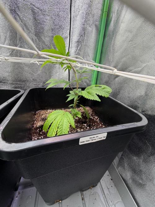 Studio 54 by DEO Farms x Seedjunky. Week 4 - Week 4 Day 1