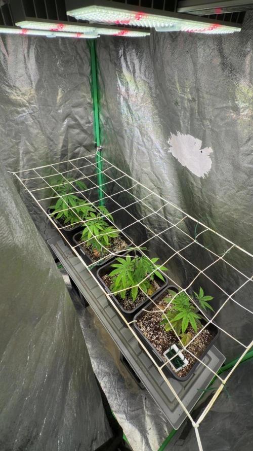 Strawberry Pavé by Compound Genetics. Week 4 - Week 4 Day 6