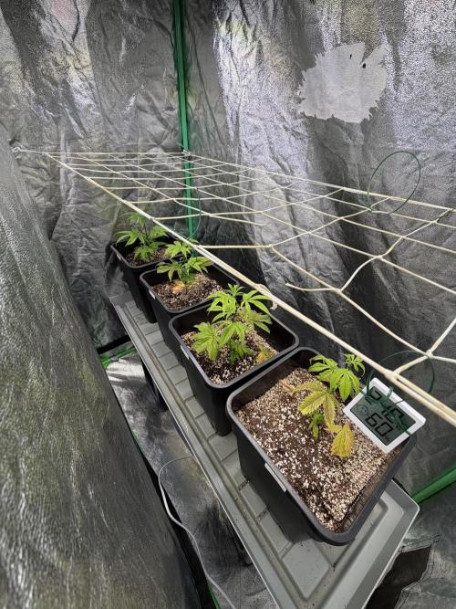 Strawberry Pavé by Compound Genetics. Week 4 - Week 4 Day 1