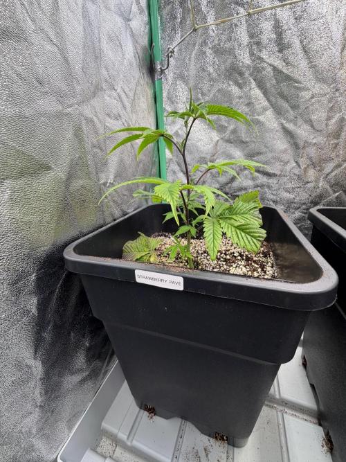 Strawberry Pavé by Compound Genetics. Week 4 - Week 4 Day 1