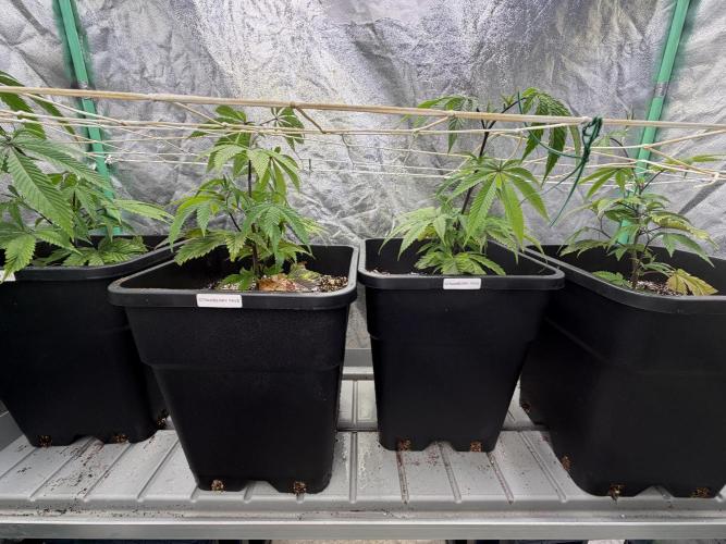 Strawberry Pavé by Compound Genetics. Week 5 - Week 5 Day 2