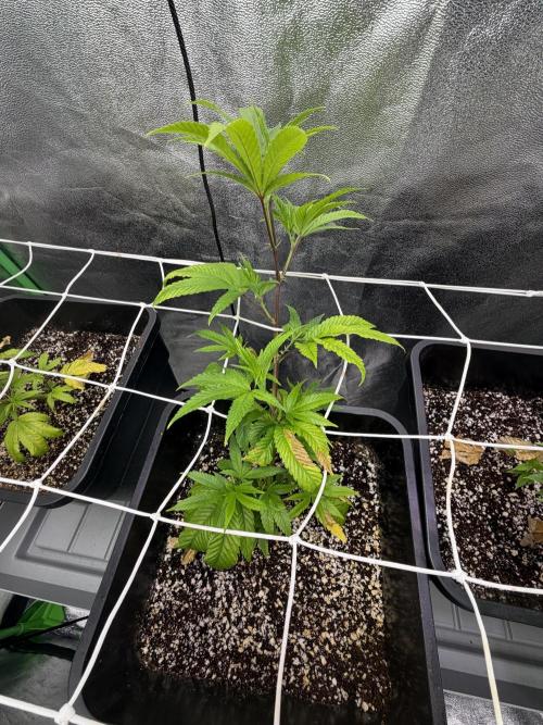 Studio 54 by DEO Farms x Seedjunky. Week 5 - Week 5 Day 2