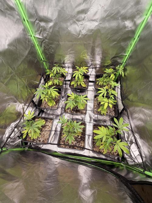 Emergen C by Seedjunky. Week 5 - Week 5 Day 2