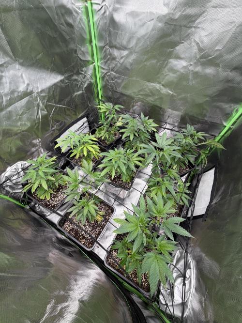 Emergen C by Seedjunky. Week 6 - Week 6 Day 1