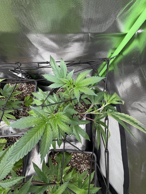 Emergen C by Seedjunky. Week 6 - Week 6 Day 1