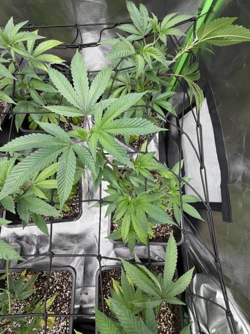 Emergen C by Seedjunky. Week 6 - Week 6 Day 1