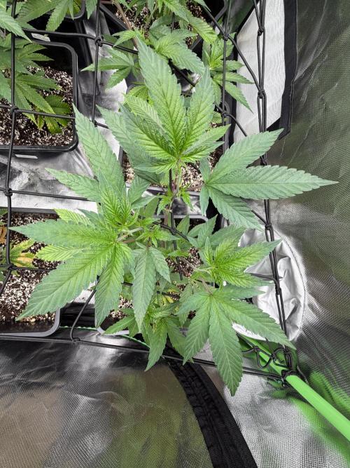 Emergen C by Seedjunky. Week 6 - Week 6 Day 1