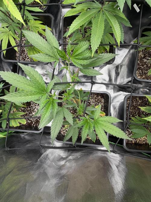 Emergen C by Seedjunky. Week 6 - Week 6 Day 1