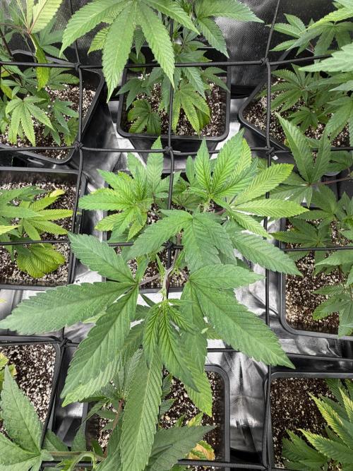 Emergen C by Seedjunky. Week 6 - Week 6 Day 1