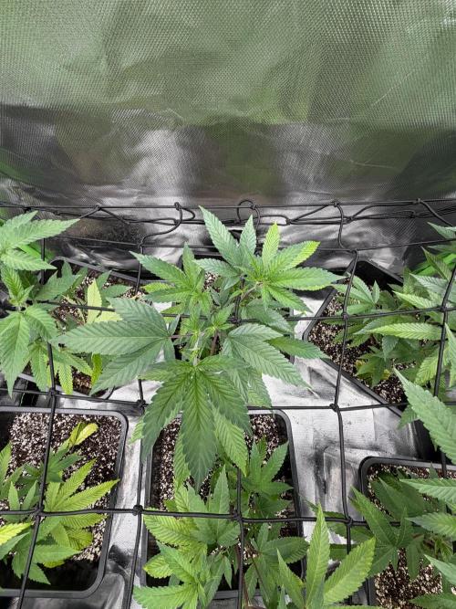 Emergen C by Seedjunky. Week 6 - Week 6 Day 1