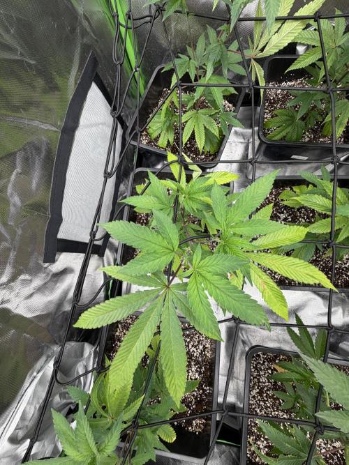 Emergen C by Seedjunky. Week 6 - Week 6 Day 1