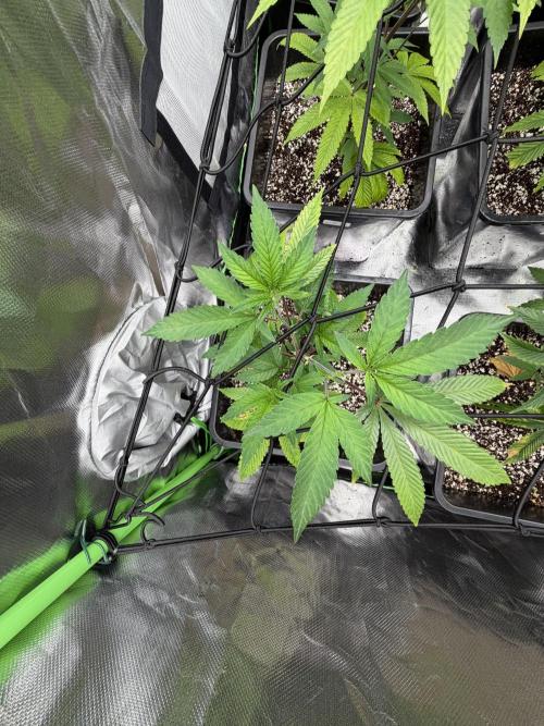 Emergen C by Seedjunky. Week 6 - Week 6 Day 1