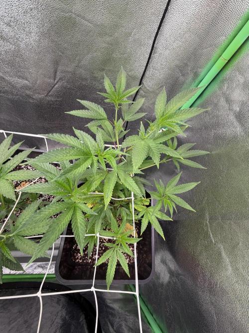 Studio 54 by DEO Farms x Seedjunky. Week 6 - Week 6 Day 1