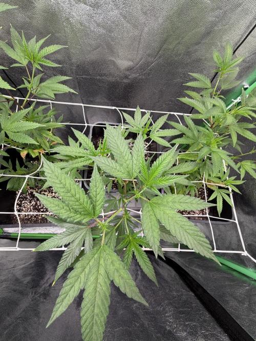 Studio 54 by DEO Farms x Seedjunky. Week 6 - Week 6 Day 1