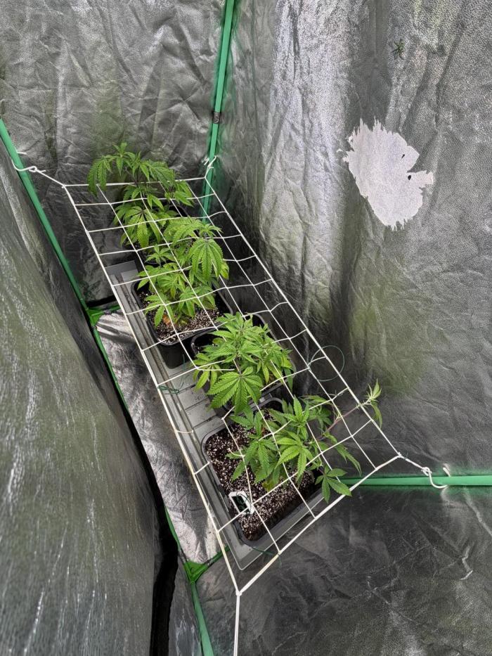 Strawberry Pavé by Compound Genetics. Week 6 - Week 6 Day 1