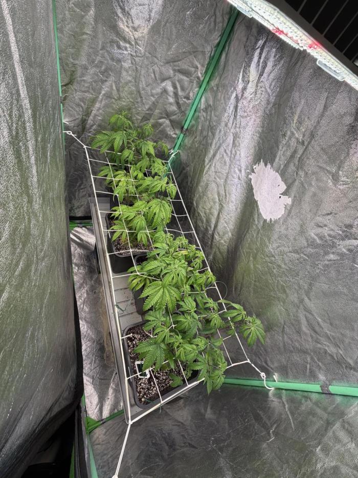 Strawberry Pavé by Compound Genetics. Week 7 - Week 1 Day 1 Bloom