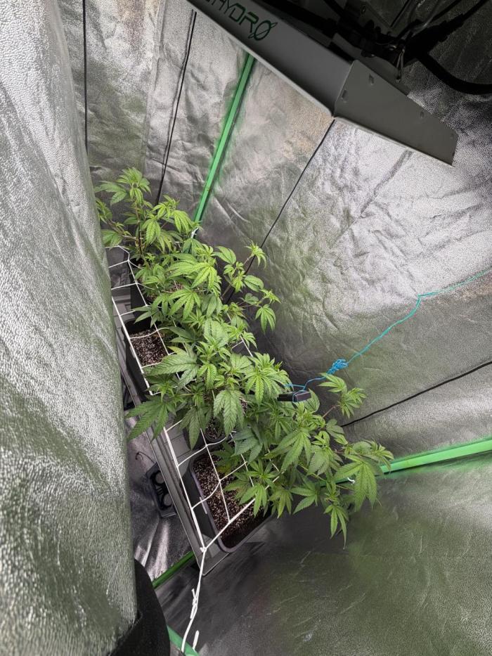 Studio 54 by DEO Farms x Seedjunky. Week 7 - Week 1 Day 1 Bloom