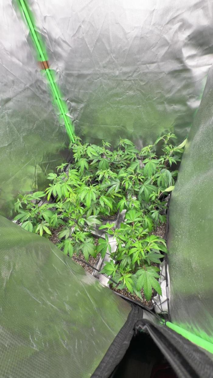 Emergen C by Seedjunky. Week 7 - Week 1 Day 1 Bloom