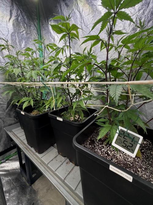 Strawberry Pavé by Compound Genetics. Week 8 - Week 2 Day 1 Bloom