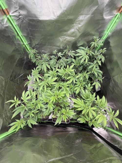 Emergen C by Seedjunky. Week 8 - Week 2 Day 1 Bloom