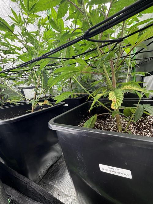 Emergen C by Seedjunky. Week 8 - Week 2 Day 1 Bloom