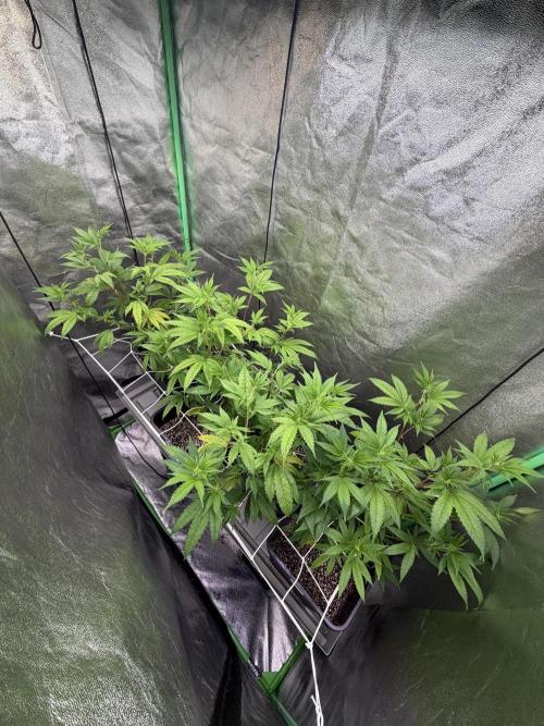 Studio 54 by DEO Farms x Seedjunky. Week 8 - Week 2 Day 1 Bloom