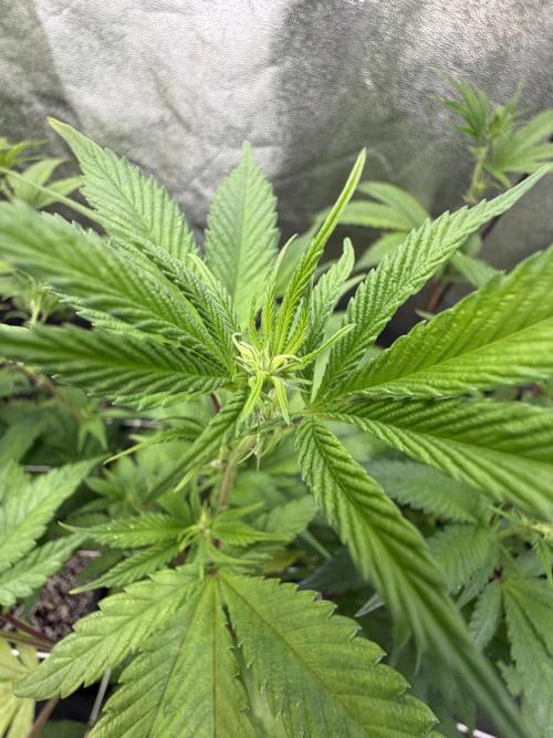 Studio 54 by DEO Farms x Seedjunky. Week 8 - Week 2 Day 1 Bloom