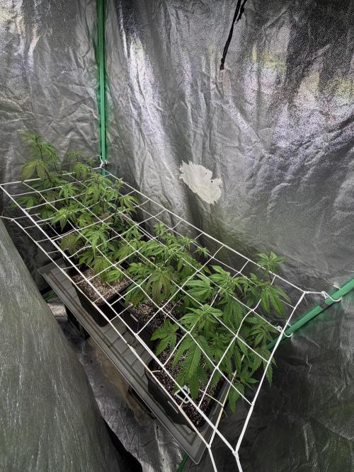 Strawberry Pavé by Compound Genetics. Week 8 - Week 2 Day 3 Bloom