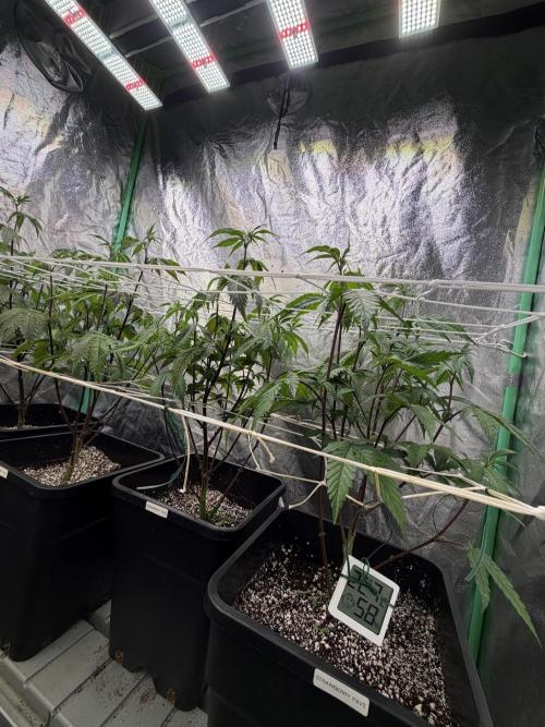 Strawberry Pavé by Compound Genetics. Week 8 - Week 2 Day 3 Bloom