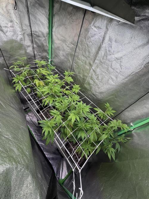 Studio 54 by DEO Farms x Seedjunky. Week 8 - Week 2 Day 3 Bloom