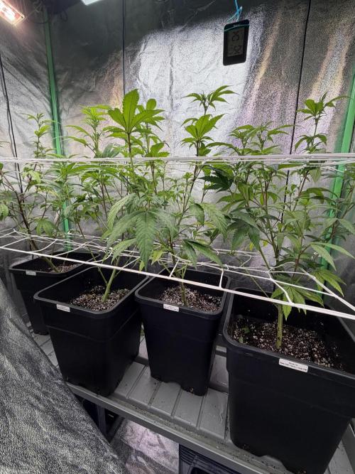 Studio 54 by DEO Farms x Seedjunky. Week 8 - Week 2 Day 3 Bloom