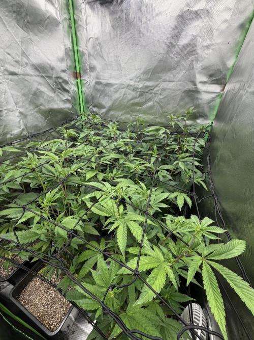 Emergen C by Seedjunky. Week 8 - Week 2 Day 3 Bloom