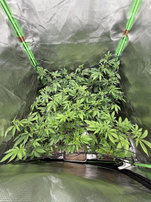 Emergen C by Seedjunky. Week 8 - Week 2 Day 3 Bloom