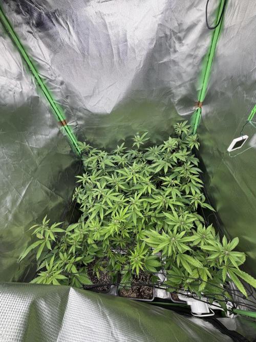 Emergen C by Seedjunky. Week 9 - Week 3 Day 1 Bloom