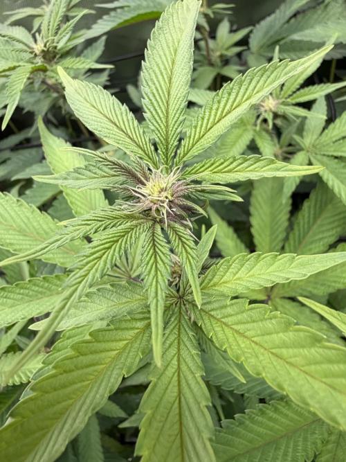 Emergen C by Seedjunky. Week 9 - Week 3 Day 1 Bloom