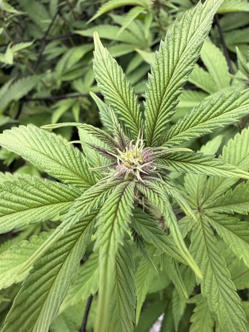 Emergen C by Seedjunky. Week 9 - Week 3 Day 1 Bloom