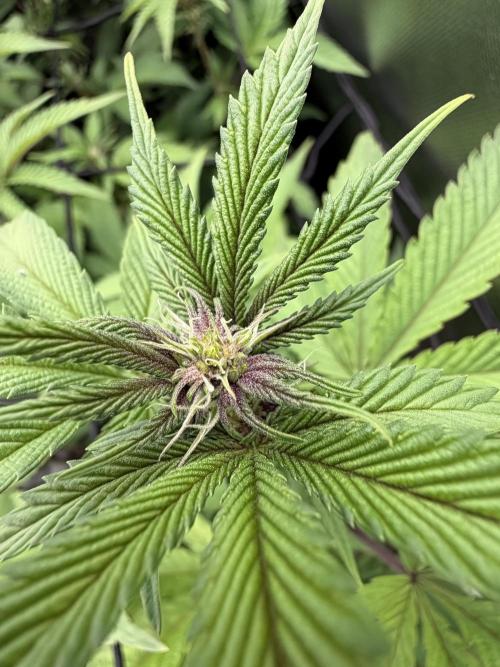 Emergen C by Seedjunky. Week 9 - Week 3 Day 1 Bloom